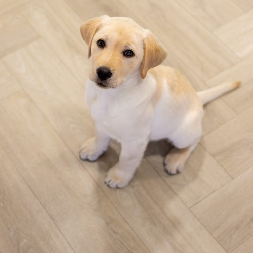 Les sols en PVC sont-ils sûrs pour les chiens ?